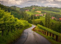 Winnice, Droga, Pola, Domy, Sudsteiermark, Styria, Austria