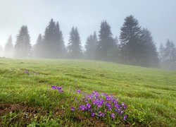 Wiosenna łąka we mgle