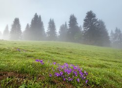 Łąka, Mgła, Kwiaty, Drzewa, Trawa, Wiosna