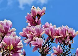 Kwiaty, Magnolia, Niebo