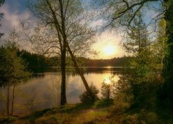 Wiosenne brzozy nad jeziorem w blasku zachodzącego słońca