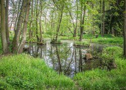 Wiosenne drzewa i trawa na bagnach