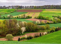 Niemcy, Nadrenia Palatynat, Eifel, Wiosna, Pola, Drzewa, Łąki
