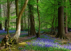 Anglia, Knebworth, Wiosna, Las, Drzewa, Kwiaty, Dzwonki