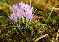 Wiosenne krokusy w lesie