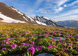 Wiosenne kwiaty na łące w Górach Katuńskich