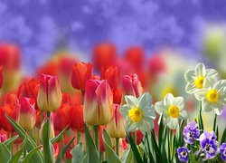 Tulipany, Narcyzy, Bratki, Rozmycie