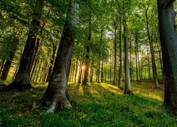 Wiosenne promienie słonca wpadają do lasu
