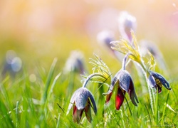 Wiosenne sasanki wychylają się z trawy w blasku słońca