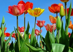 Wiosenne tulipany na tle nieba
