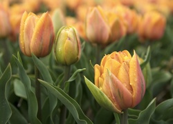 Wiosenne tulipany pełne