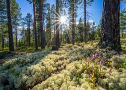 Norwegia, Okręg Buskerud, Las, Wiosna, Wschód słońca