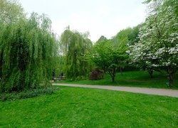 Park, Wiosna, Drzewa, Wierzba, Trawnik, Ścieżka