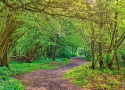 Las, Drzewa, Droga, Kwiaty, Dzwonki, Park, Clapham Park Wood, Bedford, Anglia