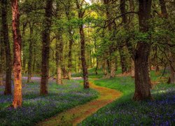 Las, Drzewa, Ścieżka, Wiosna, Kwiaty