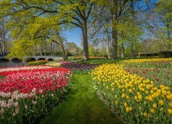 Wiosna w ogrodzie Keukenhof