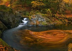 Wiry na rzece w jesiennym lesie