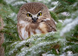 Włochatka mała na ośnieżonej gałązce świerku