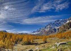 Włochy, Region Piemont, Góry Alpy, Dolina Val Buscagna, Ośrodek narciarski Alpe Devero, Jesień, Drzewa