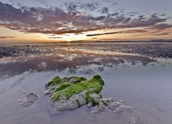 Wodorosty na plaży o zachodzie słońca