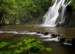 Francja, Wodospad Cascade des Tufs, Las, Rośliny