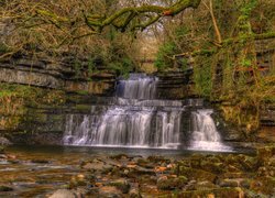 Anglia, Park Narodowy Yorkshire Dales, Wodospad Cotter Force, Rzeka Cotterdale Beck, Skały, Omszałe, Kamienie, Gałęzie