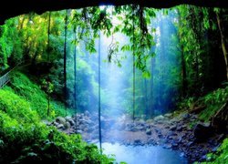 Park Narodowy Dorrigo, Wodospad, Crystal Shower Falls, Rośliny, Nowa Południowa Walia, Australia