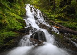 Las, Wodospad, Fairy Falls, Kamienie, Mech, Pnie, Roślinność, Rezerwat przyrody, Columbia River Gorge, Stany Zjednoczone