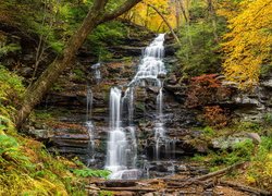 Wodospad, Ganoga Falls, Skała, Drzewa, Paprocie, Jesień, Park stanowy Ricketts Glen, Pensylwania, Stany Zjednoczone