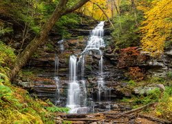 Wodospad, Ganoga Falls, Skała, Drzewa, Paprocie, Jesień, Park stanowy Ricketts Glen, Pensylwania, Stany Zjednoczone