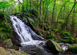 Wodospad i omszałe skały w zielonym lesie
