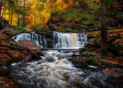 Stany Zjednoczone, Pensylwania, Ricketts Glen State Park, Jesień, Las, Wodospad, Cayuga Falls, Rzeka, Drzewa