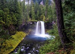 Las, Drzewa, Wodospad, Koosah Falls, Rzeka, McKenzie River, Skały, Kamienie, Oregon, Stany Zjednoczone