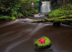 Szkocja, Miejscowość Dalry, Wodospad Linn Spout, Rzeka, Kamień, Liść