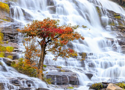 Jesień, Drzewo, Skały, Wodospad, Mae Ya Waterfall, Park Narodowy Doi Inthanon, Chiang Mai, Tajlandia