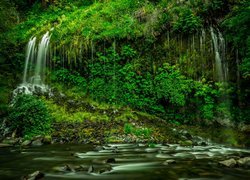 Wodospad Mossbrae Falls, Roślinność, Rzeka, Hrabstwo Siskiyou, Stan Kalifornia, Stany Zjednoczone