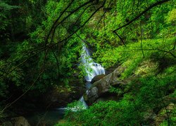 Wodospad na skałach w zielonym lesie