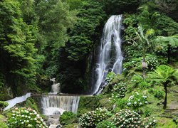 Wodospad Nordeste, Wyspa Sao Miguel, Azory, Portugalia, Drzewa, Palmy, Kwiaty, Kamienie, Roślinność