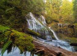 Wodospad Panther Creek Falls, Las państwowy Chattahoochee, Drzewa, Stan Waszyngton, Stany Zjednoczone