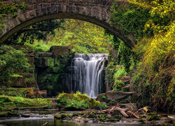 Wodospad, Jesmond Dean Waterfall, Drzewa, Most, Kamienie, Rośliny, Newcastle, Anglia