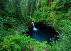 Wodospad Punch Bowl Falls, Las, Paprocie, Drzewa, Oregon, Stany Zjednoczone