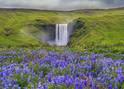 Wodospad Skogafoss i łubin na łące