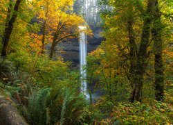 Wodospad South Falls, Las, Drzewa, Paprocie, Jesień, Park miejski Silver Falls, Oregon, Stany Zjednoczone