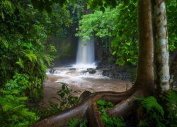 Las, Drzewa, Rzeka, Kamienie, Wodospad, Sumampan Waterfall, Bali, Indonezja