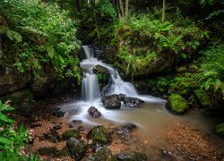 Las, Drzewa, Wodospad, Todtnau Waterfall, Rzeka, Skały, Kamienie, Paprocie, Zieleń, Fryburg Bryzgowijski, Niemcy