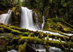 Stany Zjednoczone, Stan Oregon, Park Downing Creek Falls, Wodospad Upper Downing Creek Falls, Las, Drzewa, Omszałe, Gałęzie