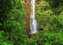 Wodospad Waimoku Falls, Park Narodowy Haleakala, Wyspa Maui, Hawaje, Drzewa, Roślinność