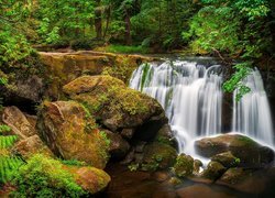 Stany Zjednoczone, Stan Waszyngton, Bellingham, Wodospad Whatcom Falls, Las, Skały, Roślinność