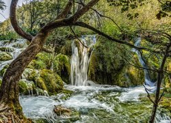 Chorwacja, Park Narodowy Jezior Plitvickich, Wodospad, Drzewa