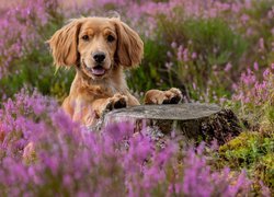 Pies, Working cocker spaniel, Kwiaty, Wrzosy, Pień